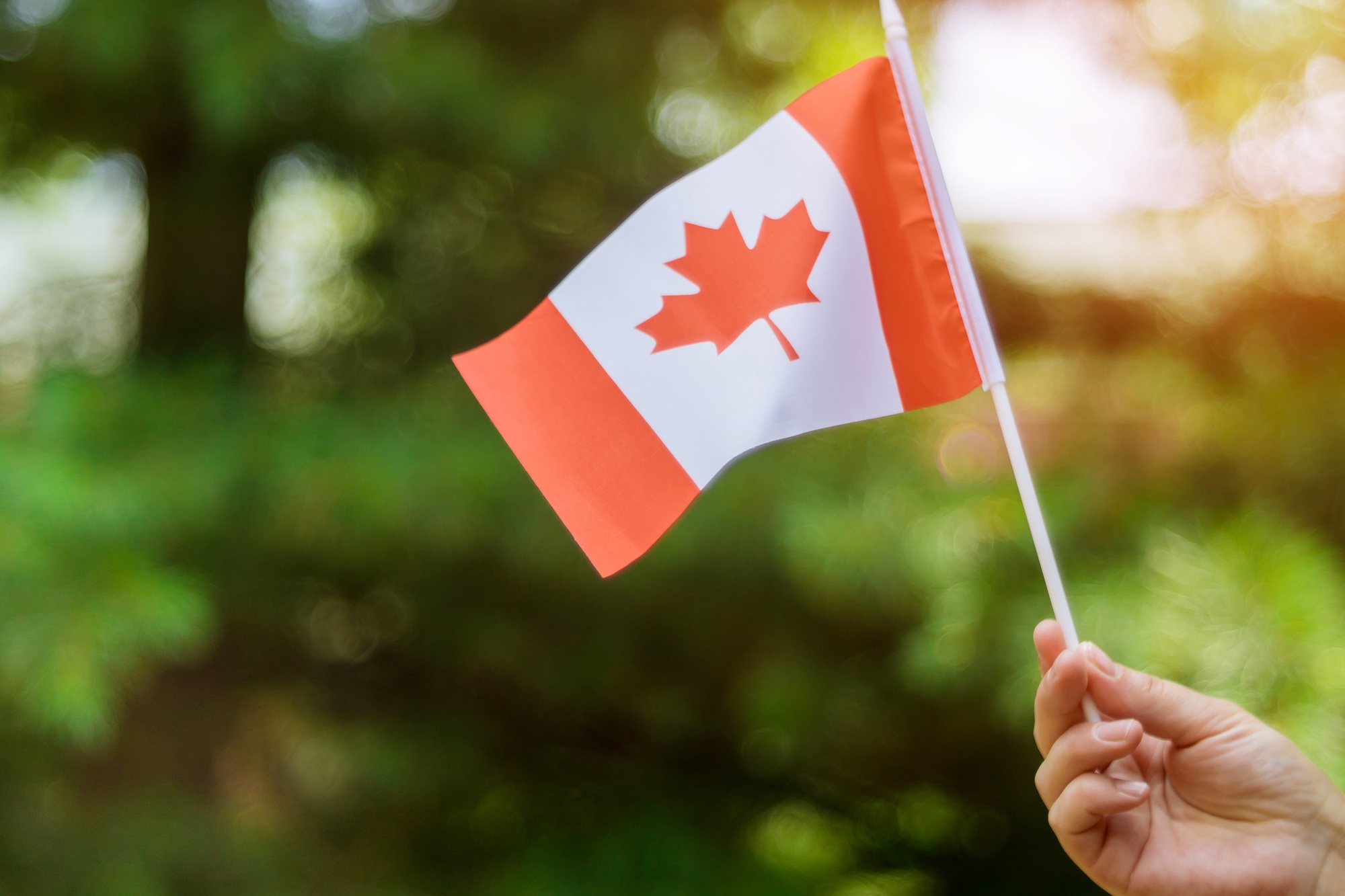 Female hand holding a Canadian flag to celebrate the Canada Day holiday
